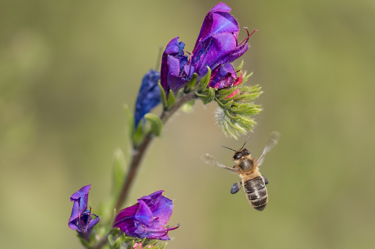 bee  flower  fly free photo