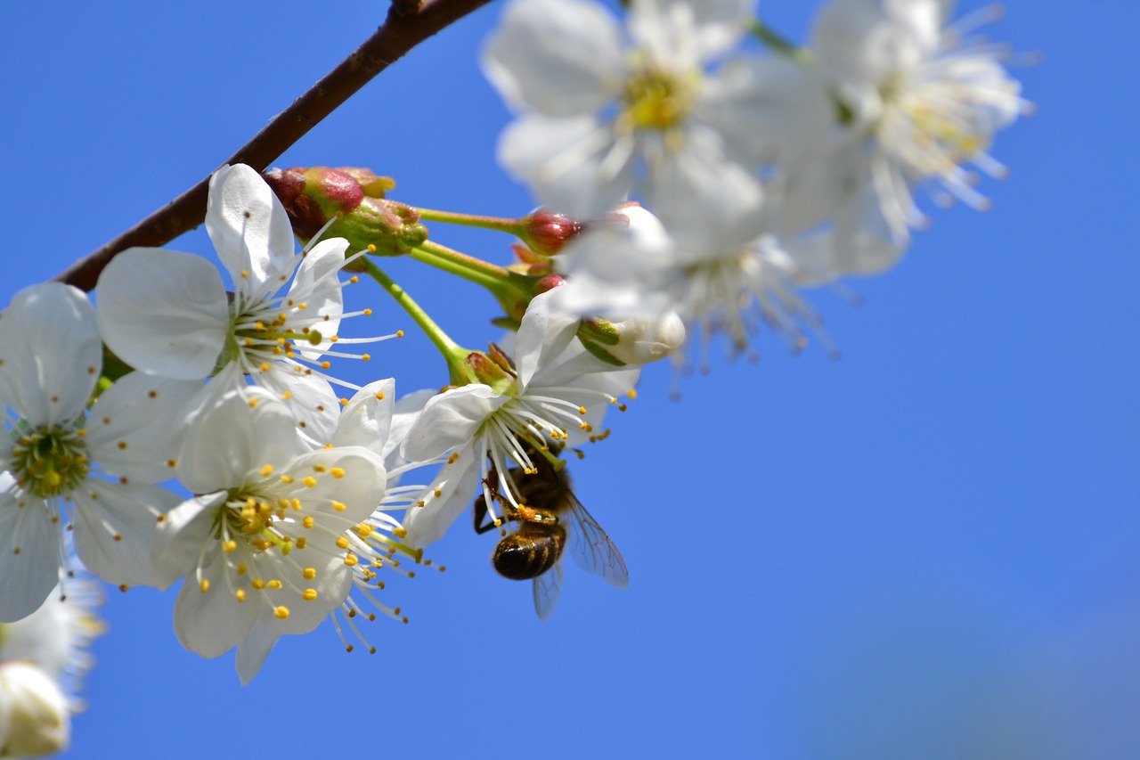 bee  up close and personal  macro free photo