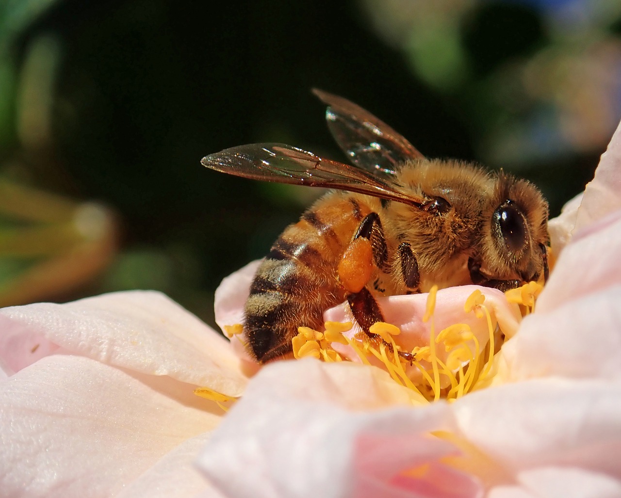 bee  insect  flower free photo