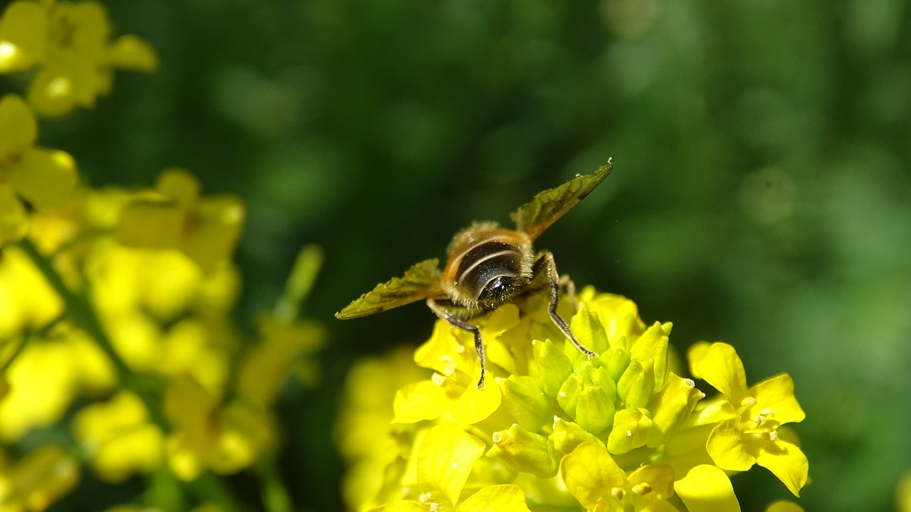 bee  flower  yellow free photo