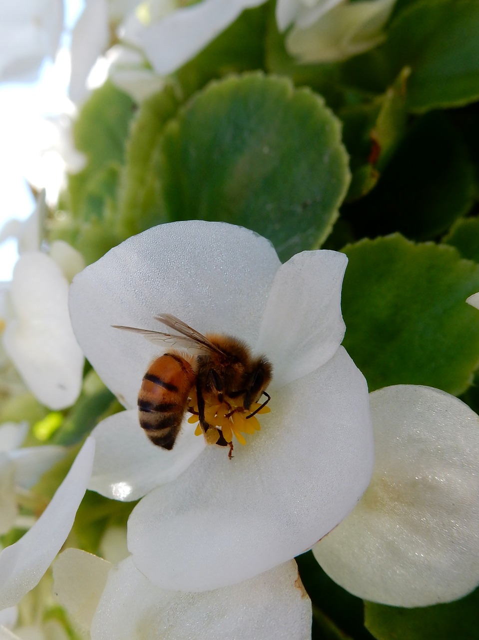 bee flower white free photo