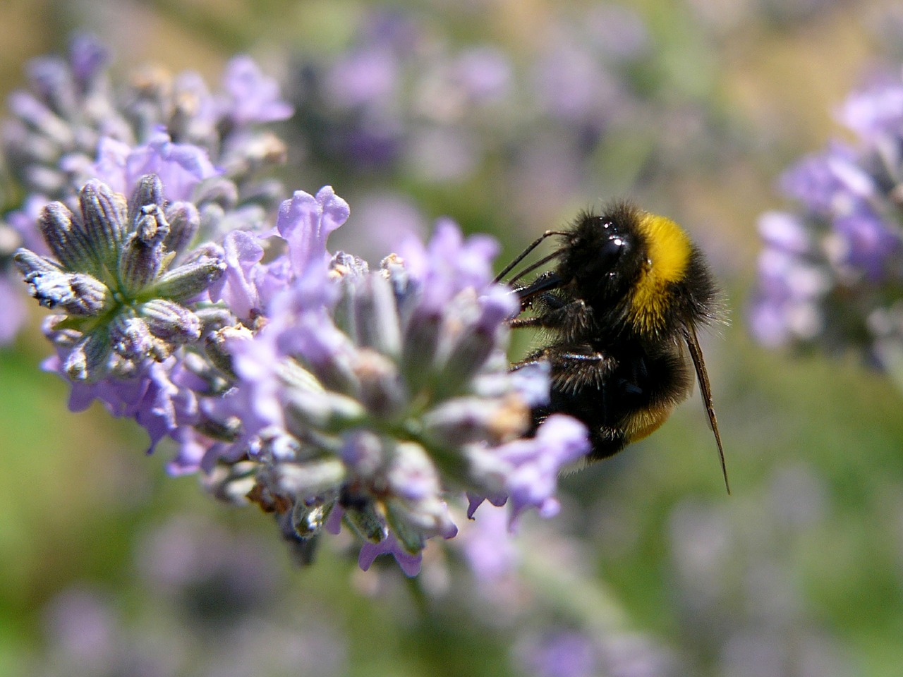 bee lavender nature free photo