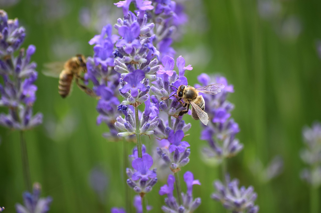 bee  carnica  lavender free photo