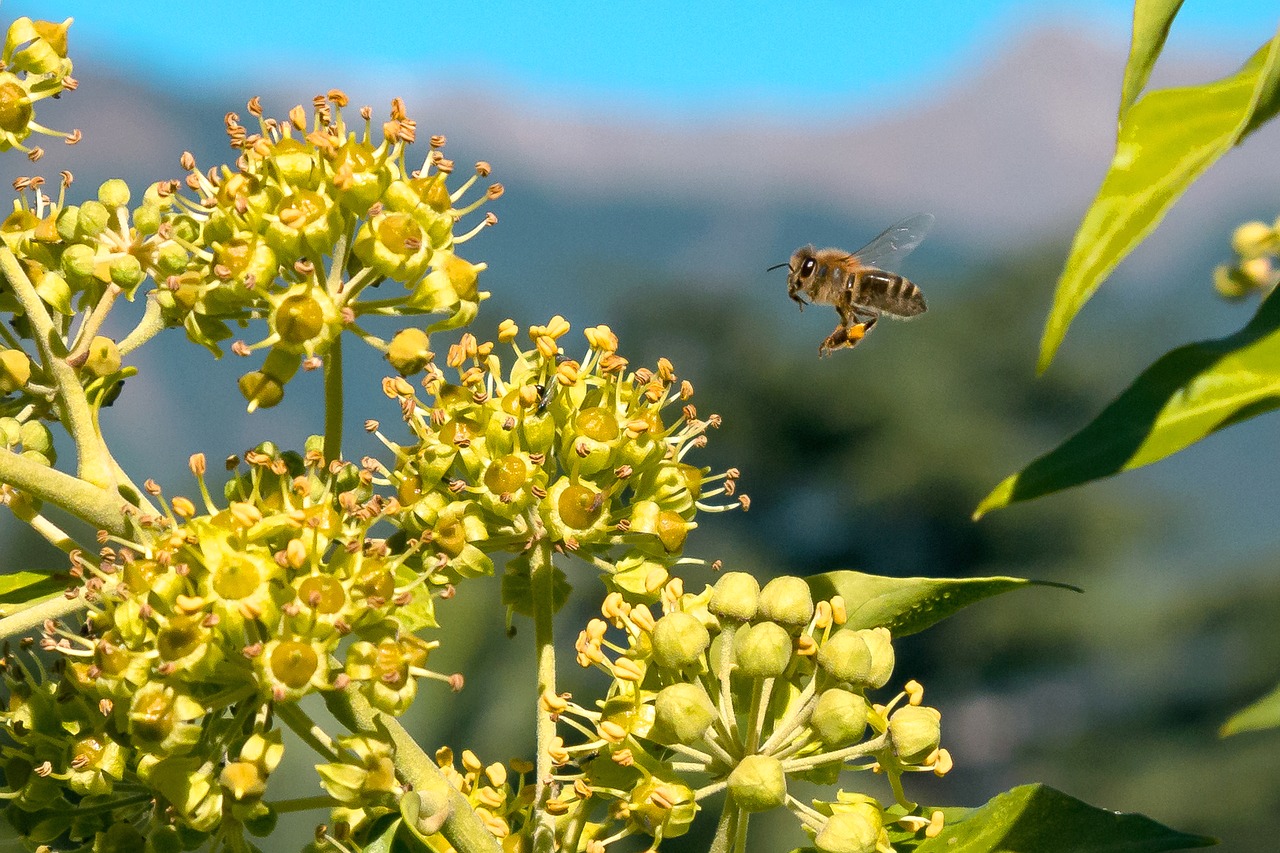 bee  pollen  honey bee free photo