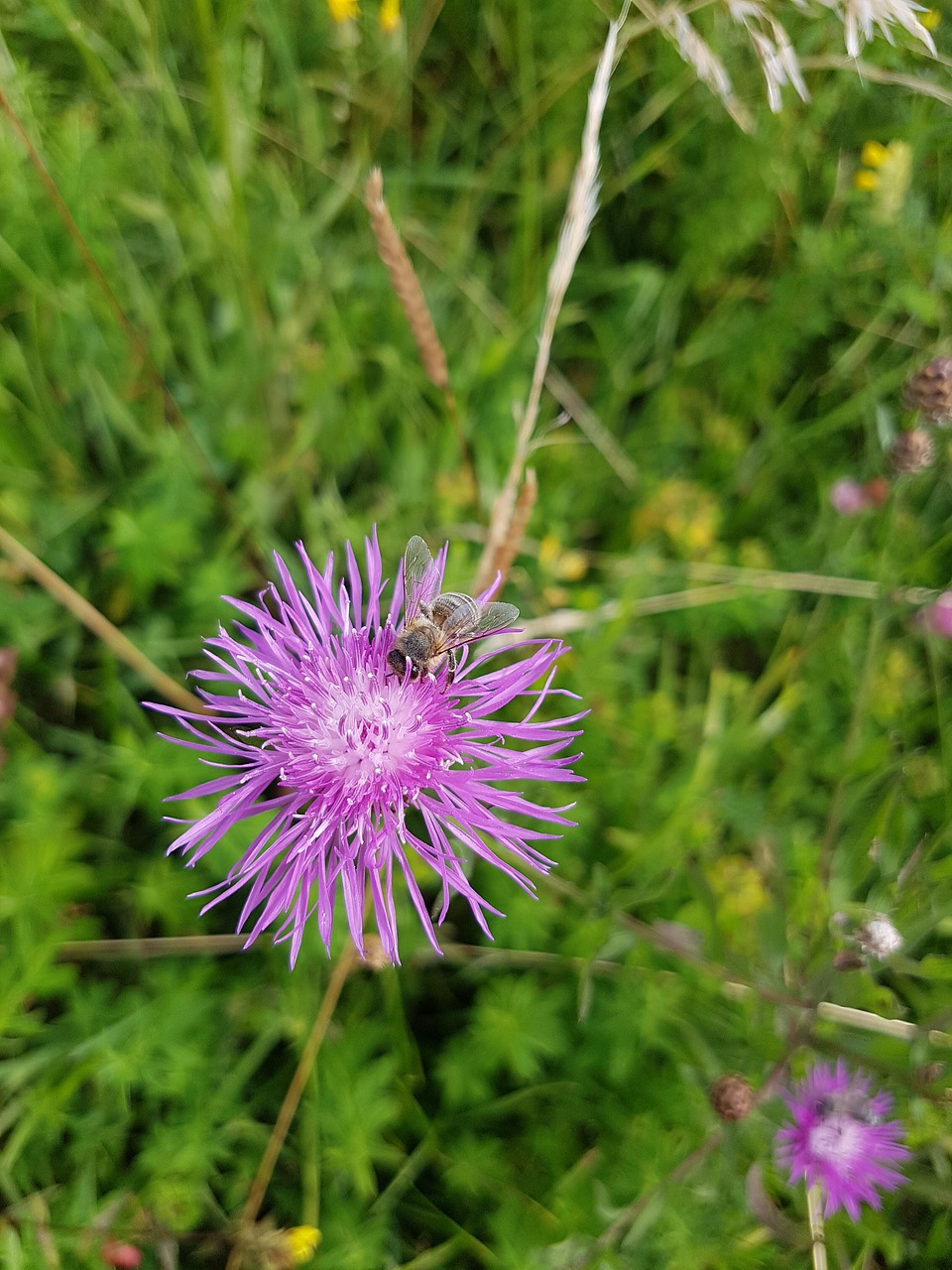 bee  blossom  bloom free photo