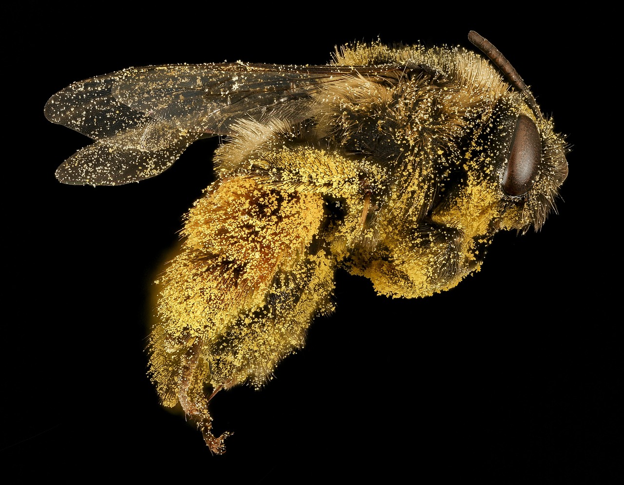 bee  pollination  macro free photo