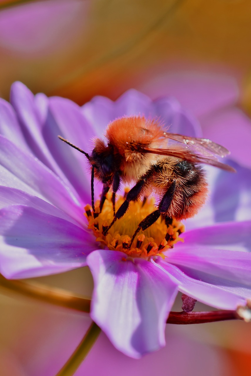 bee  insect  honey bee free photo