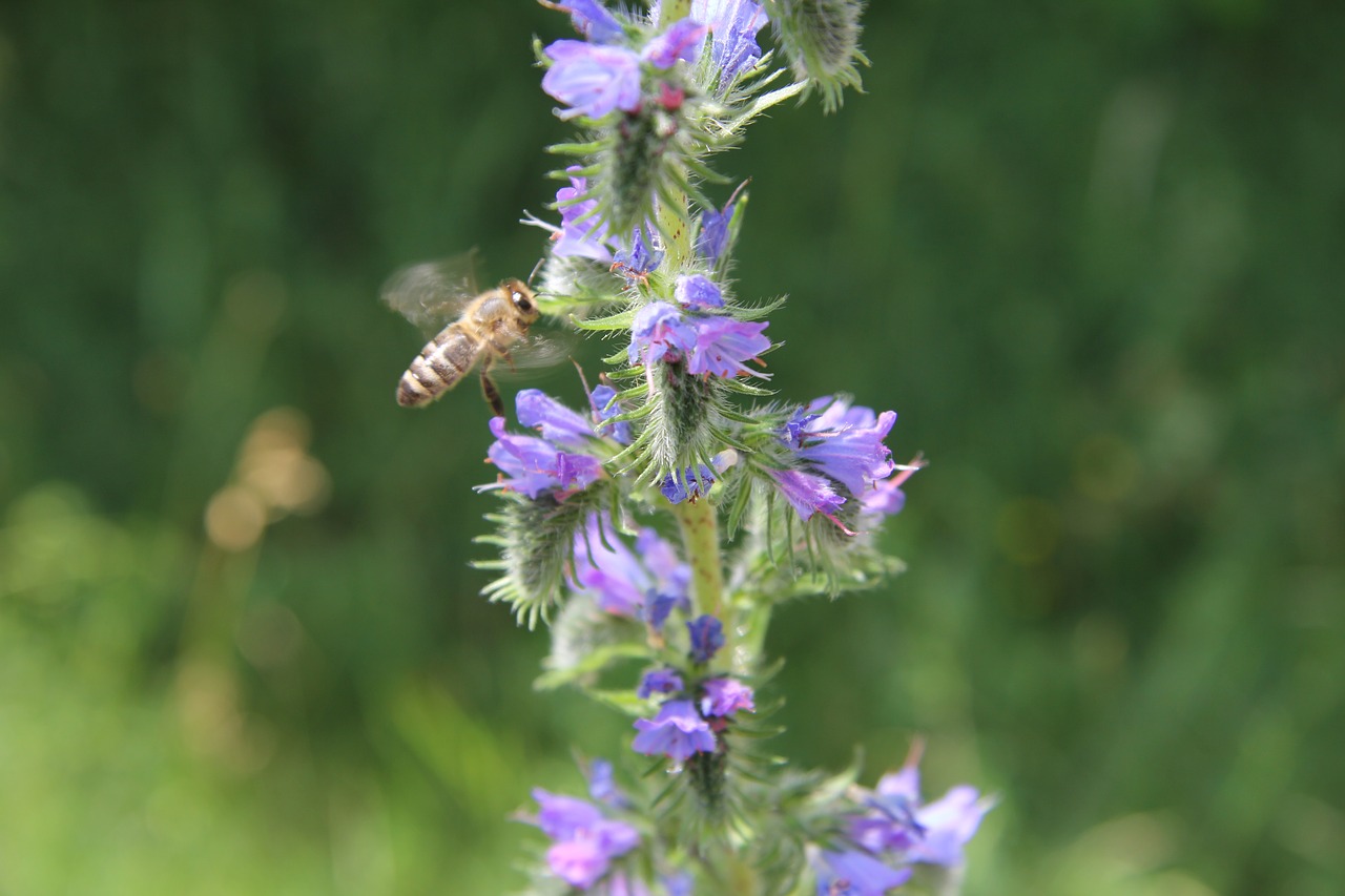 bee  nature  nectar free photo