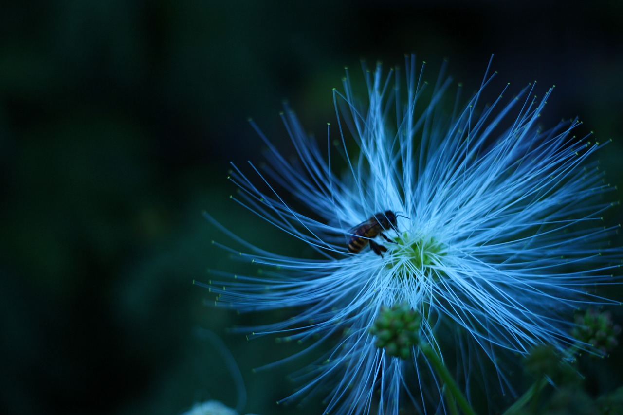 bee  flower  white flower free photo