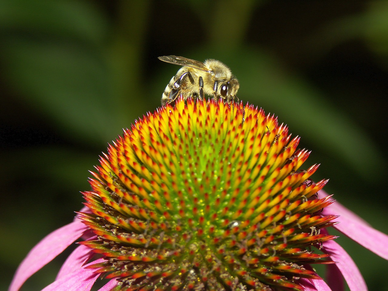 bee  nature  coneflower free photo