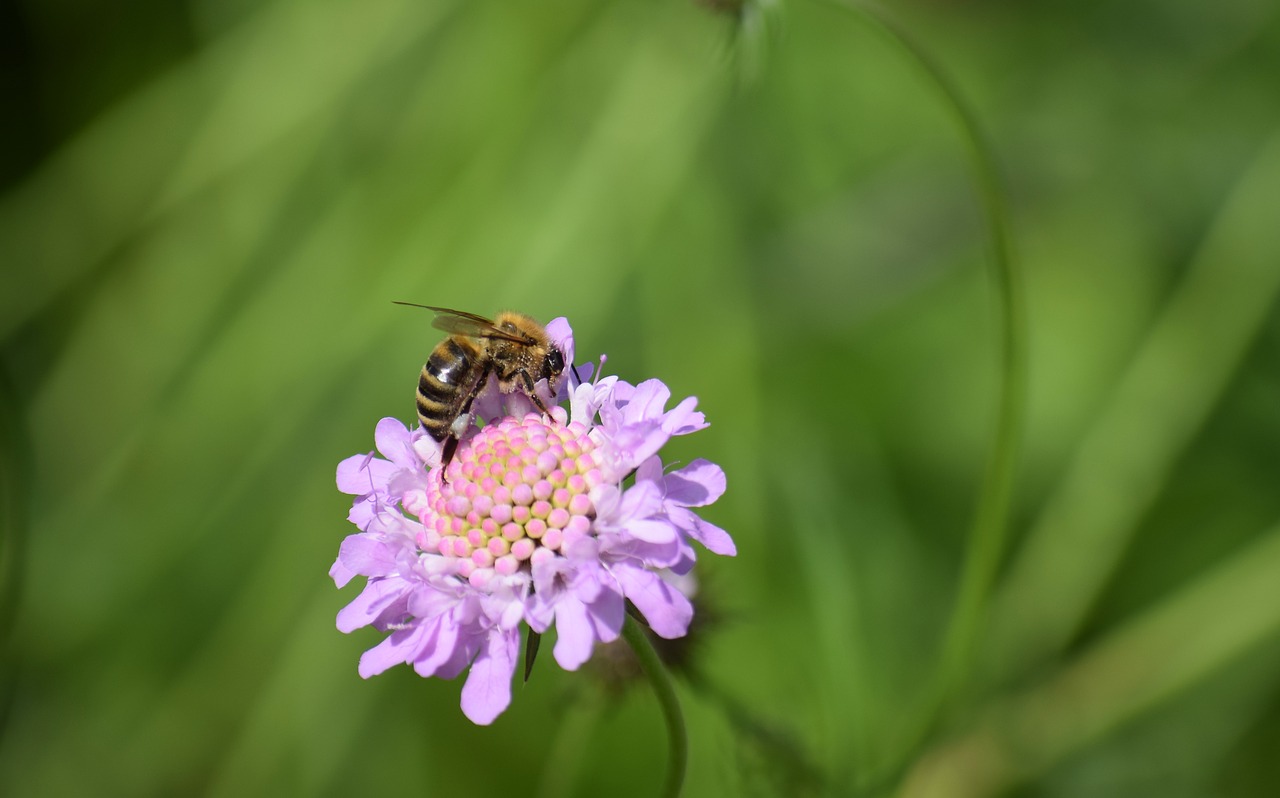 bee  honey bees  insect free photo