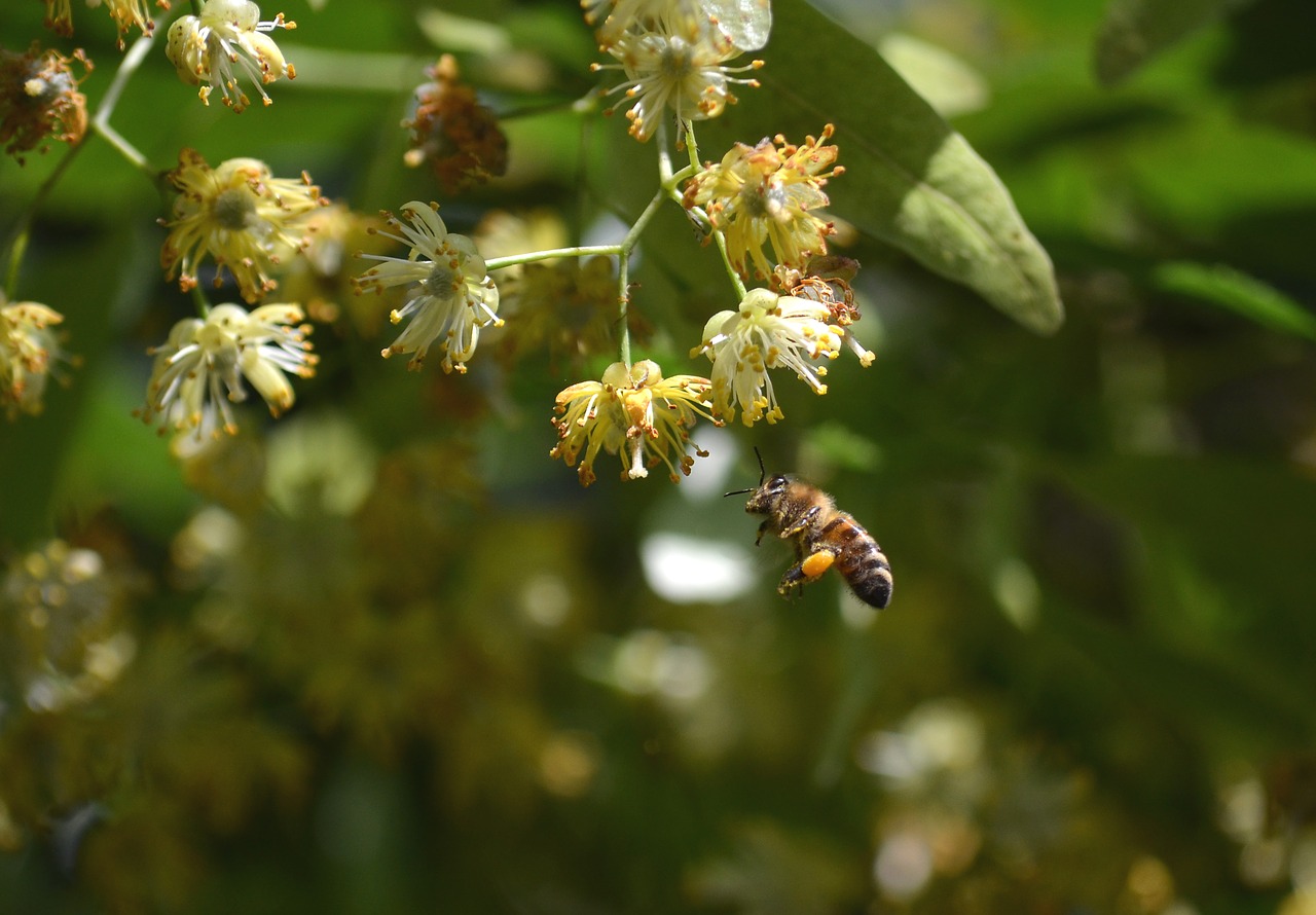 bee  linden flower  honey bees free photo