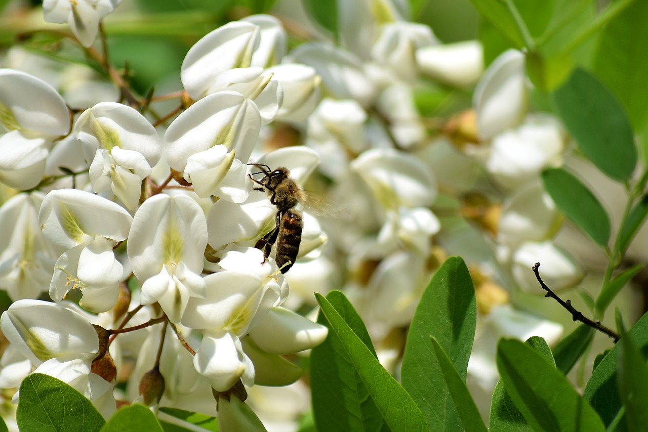 bee  black locust flower  honey bees free photo