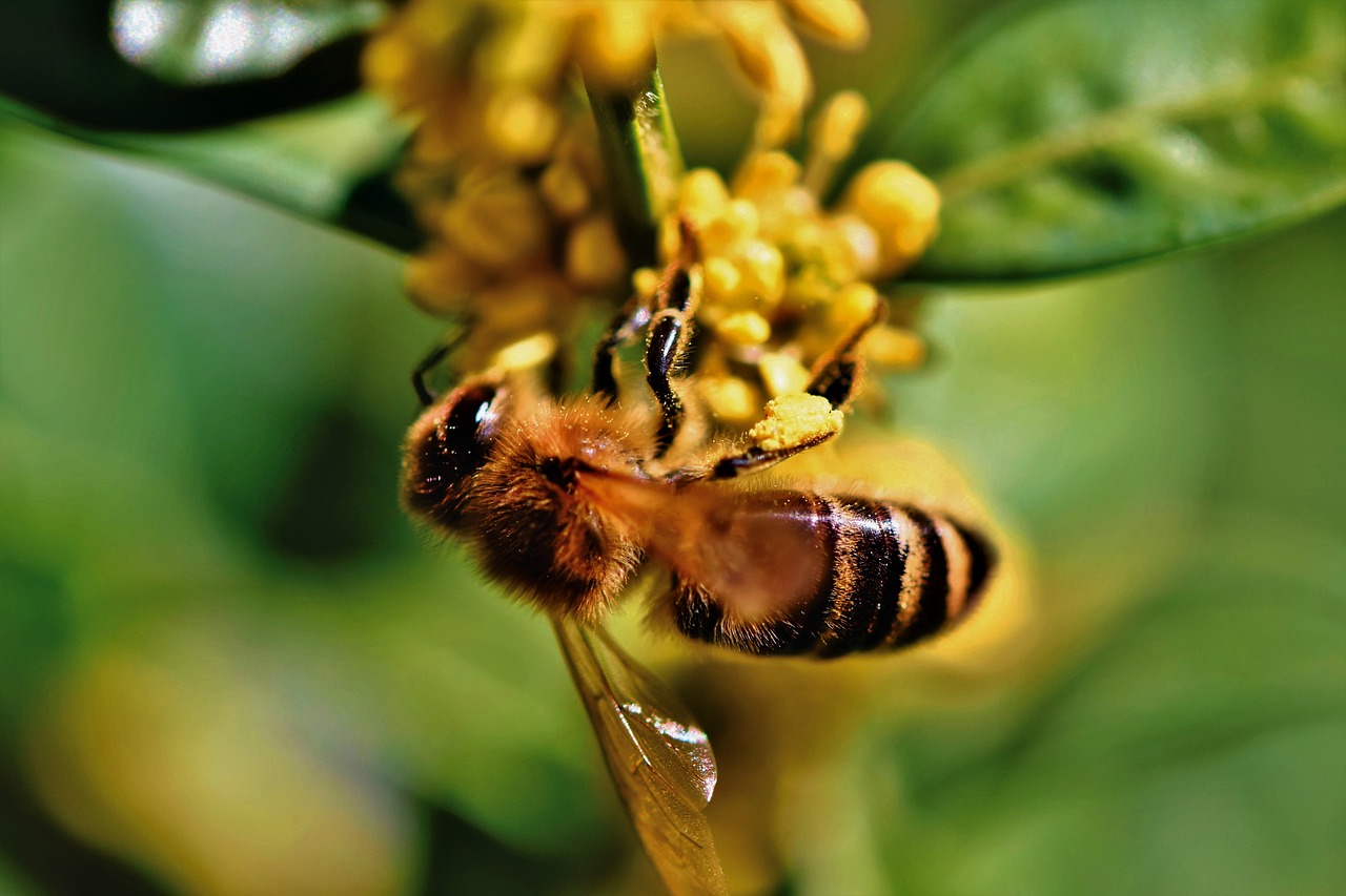 bee  honey bee  blossom free photo