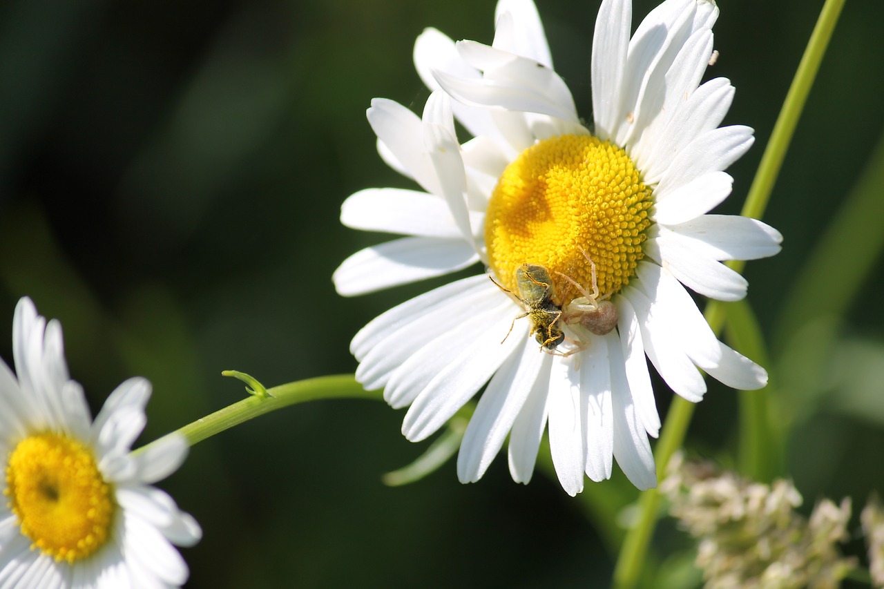 bee  spider  wildflower free photo