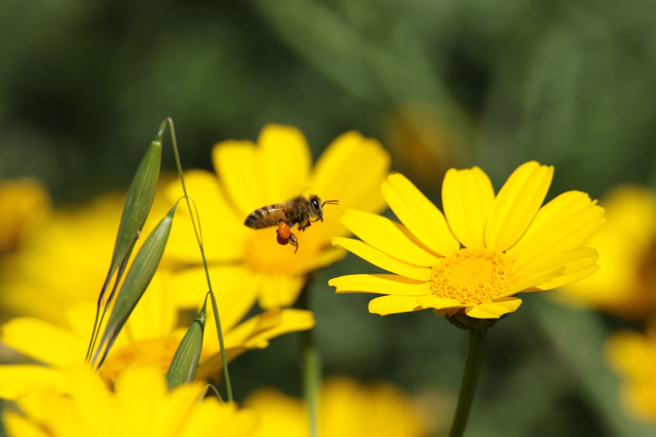 bee  flower  field free photo