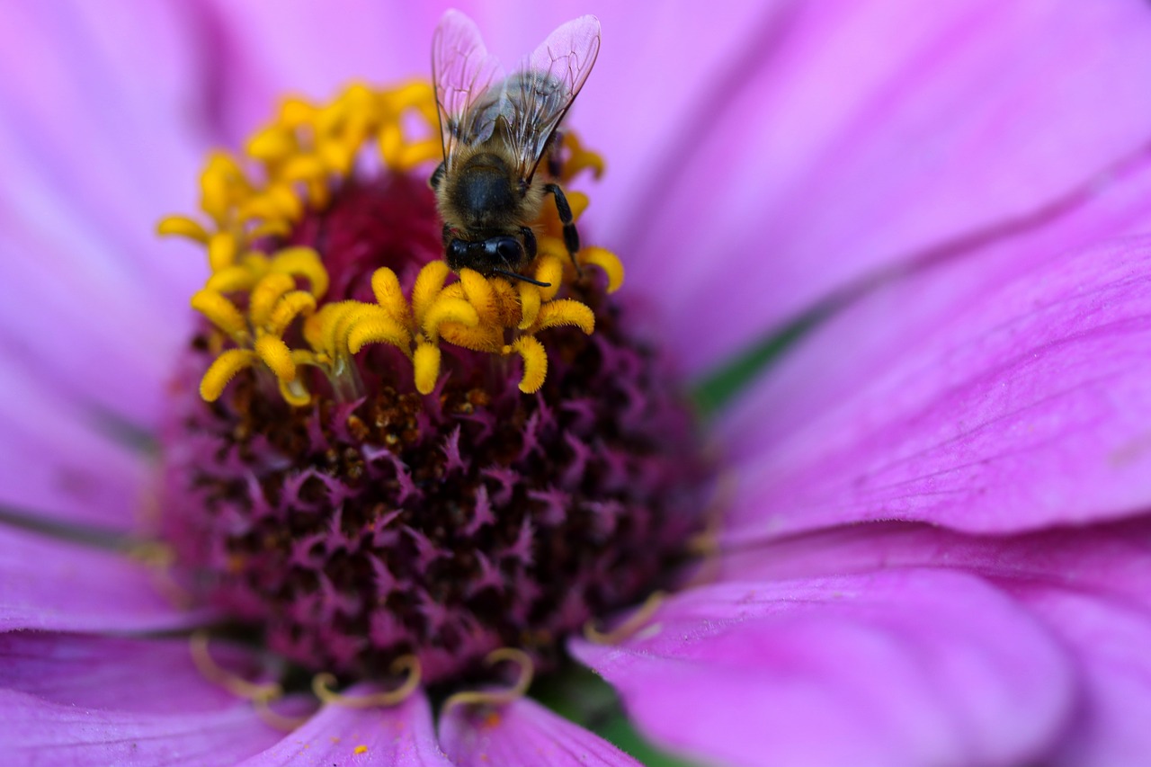 bee  pollination  carciumareasa free photo