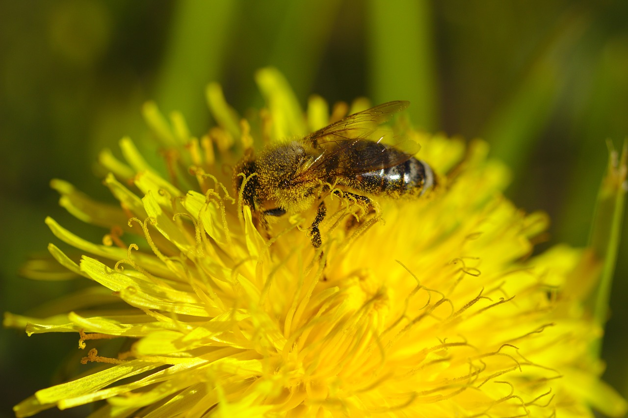 bee  flower  yellow free photo