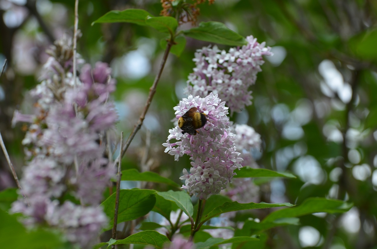 bee  nature  lilac free photo