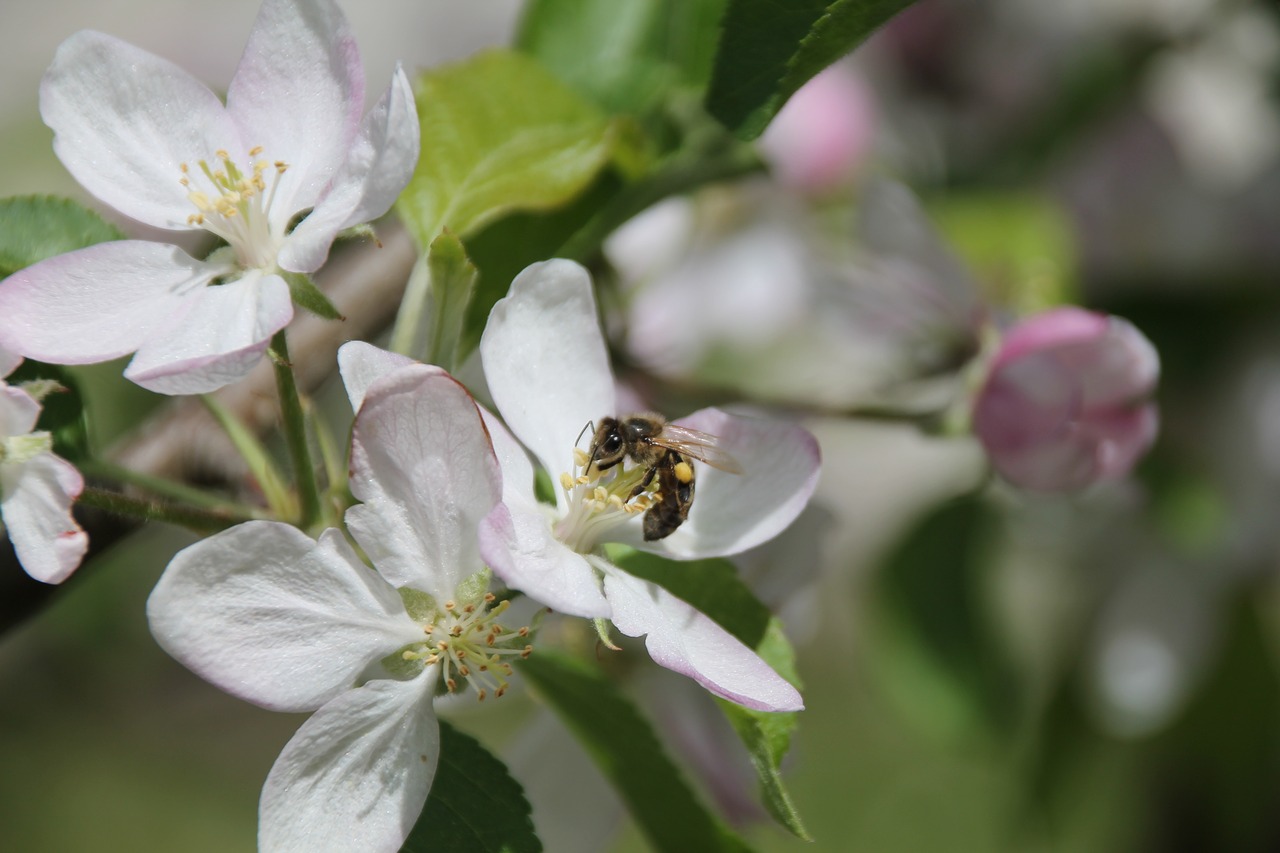 bee  apple blossom  apple tree free photo