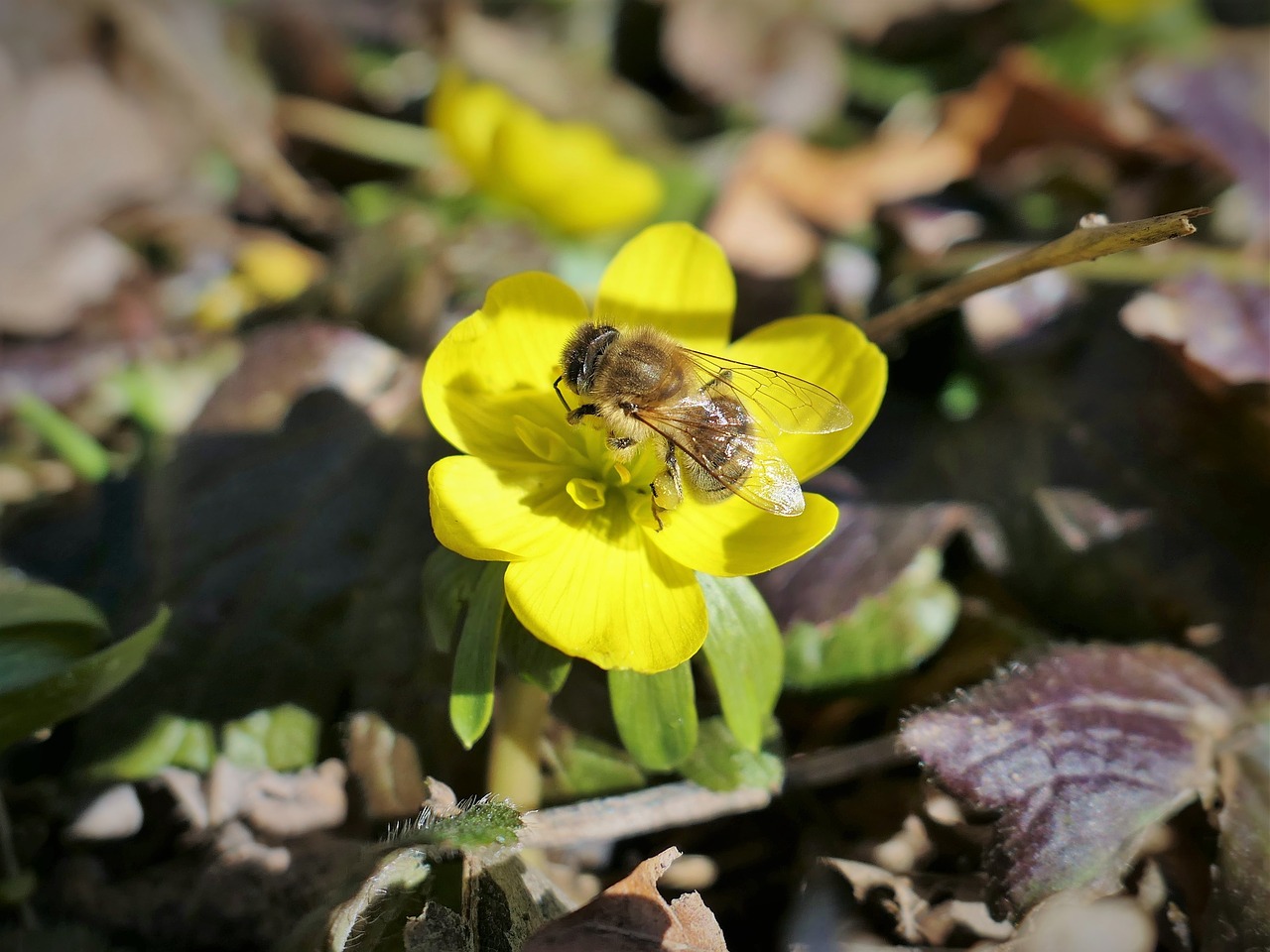 bee  honey bee  insect free photo