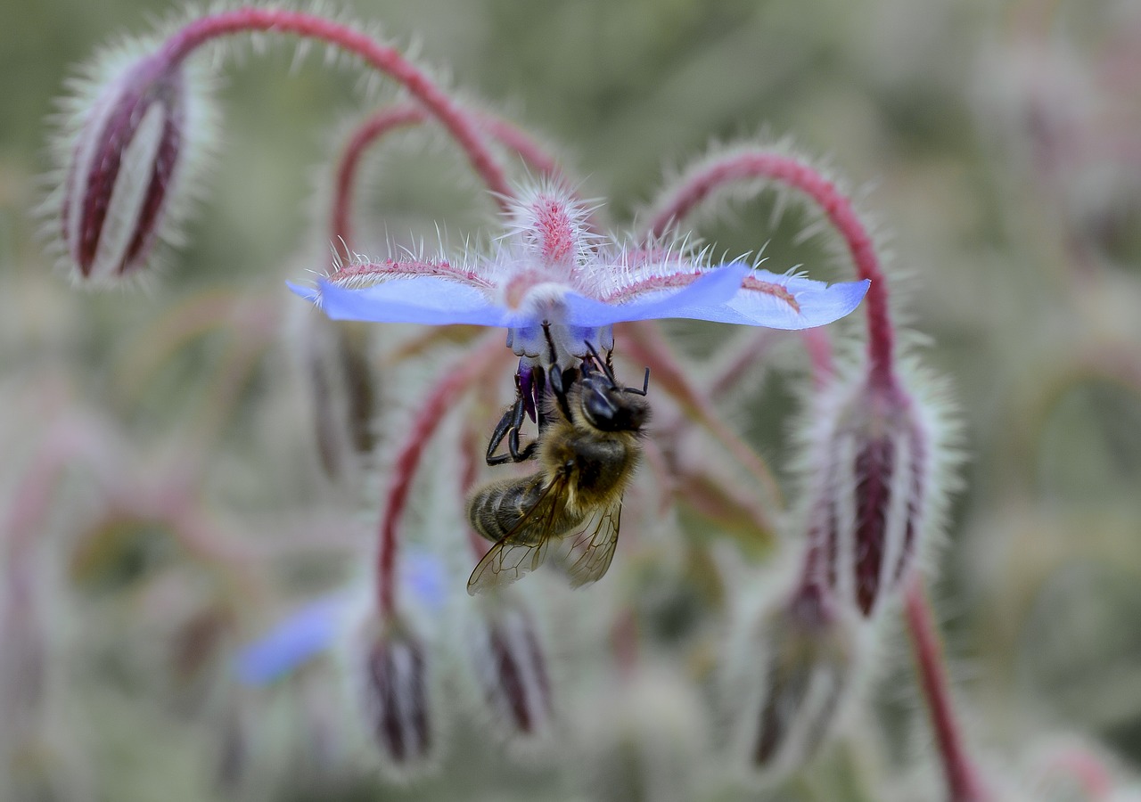 bee  flower  pollen free photo