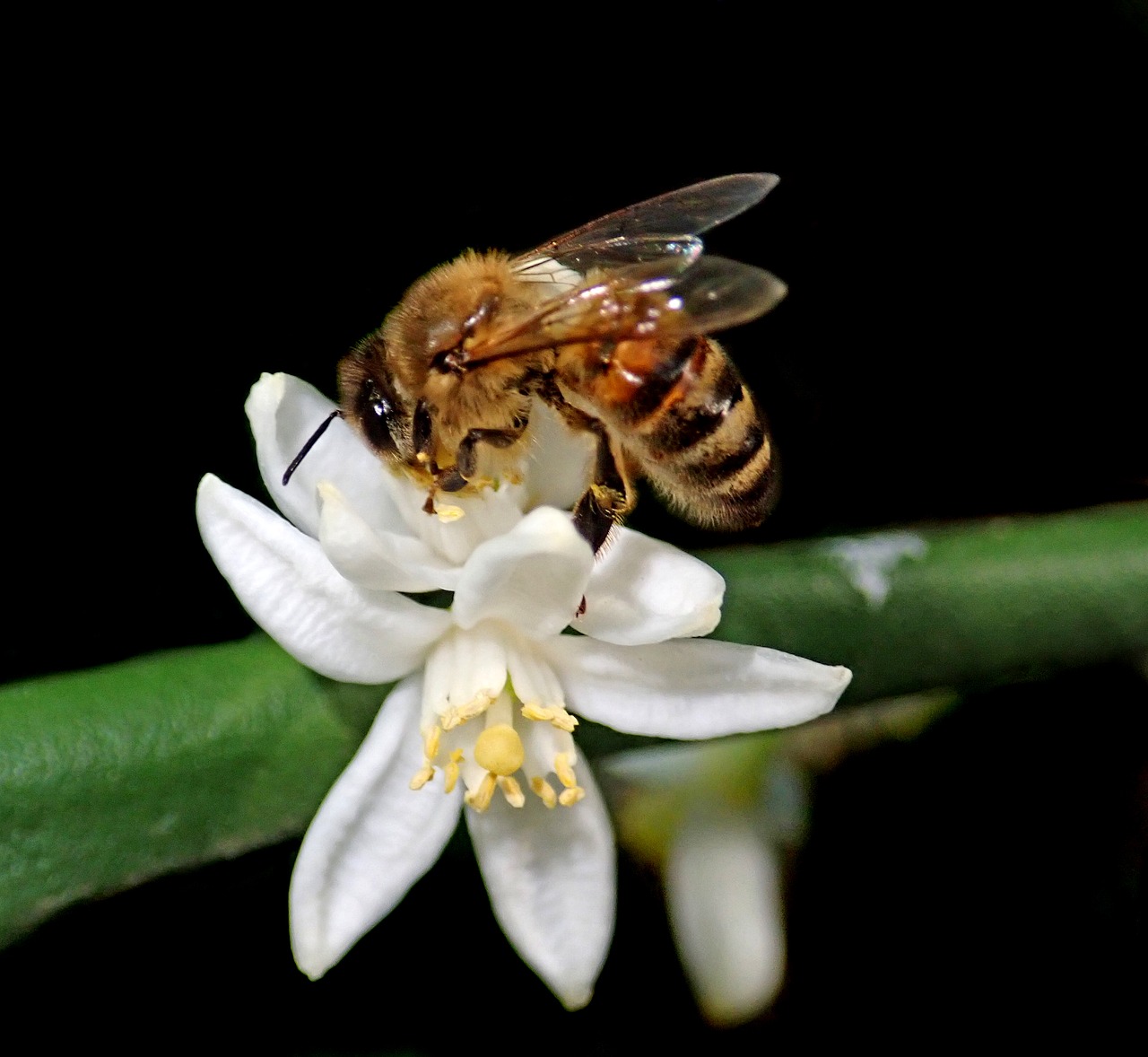 bee  insect  flower free photo