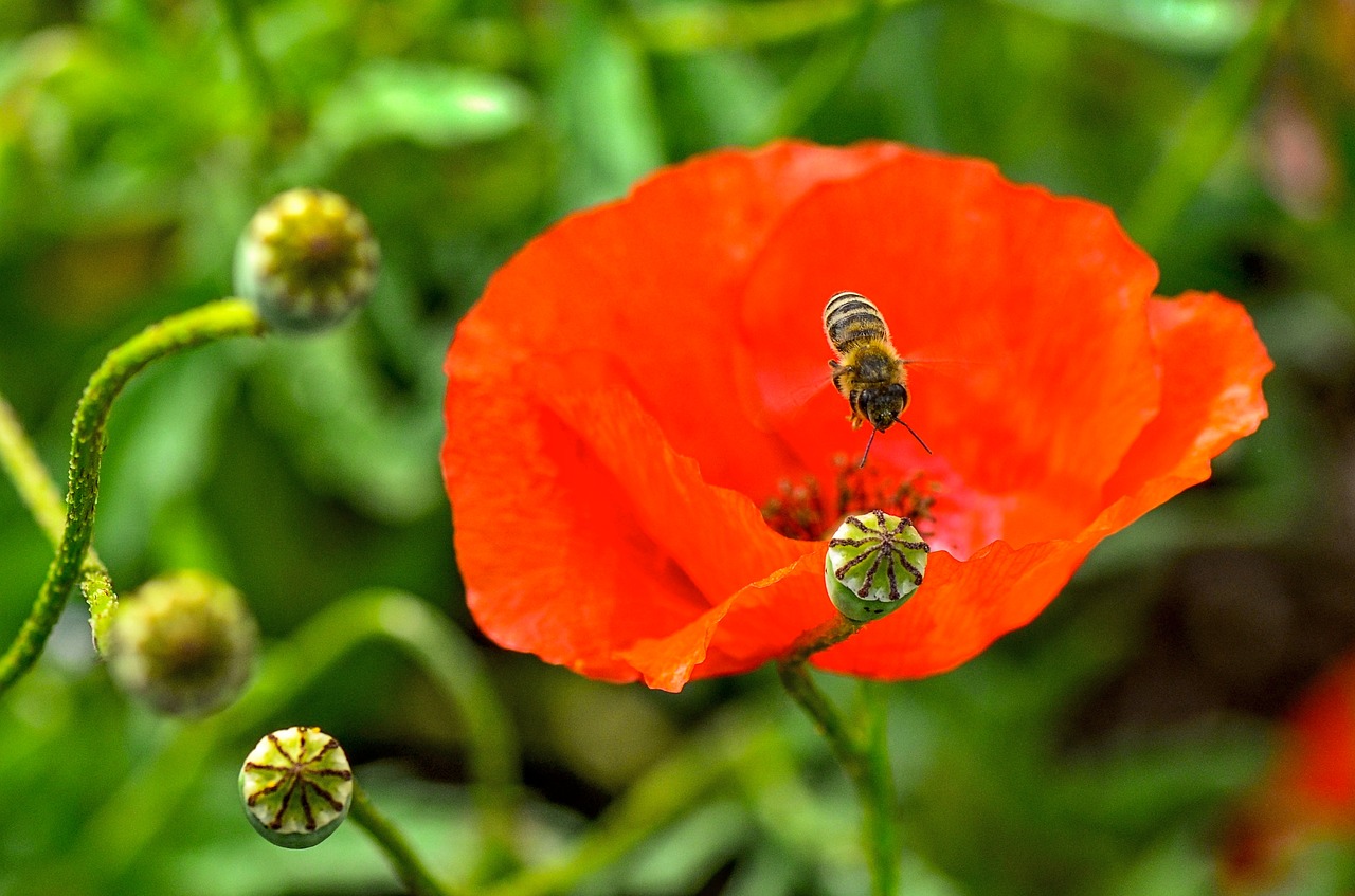 bee  poppy  nature free photo