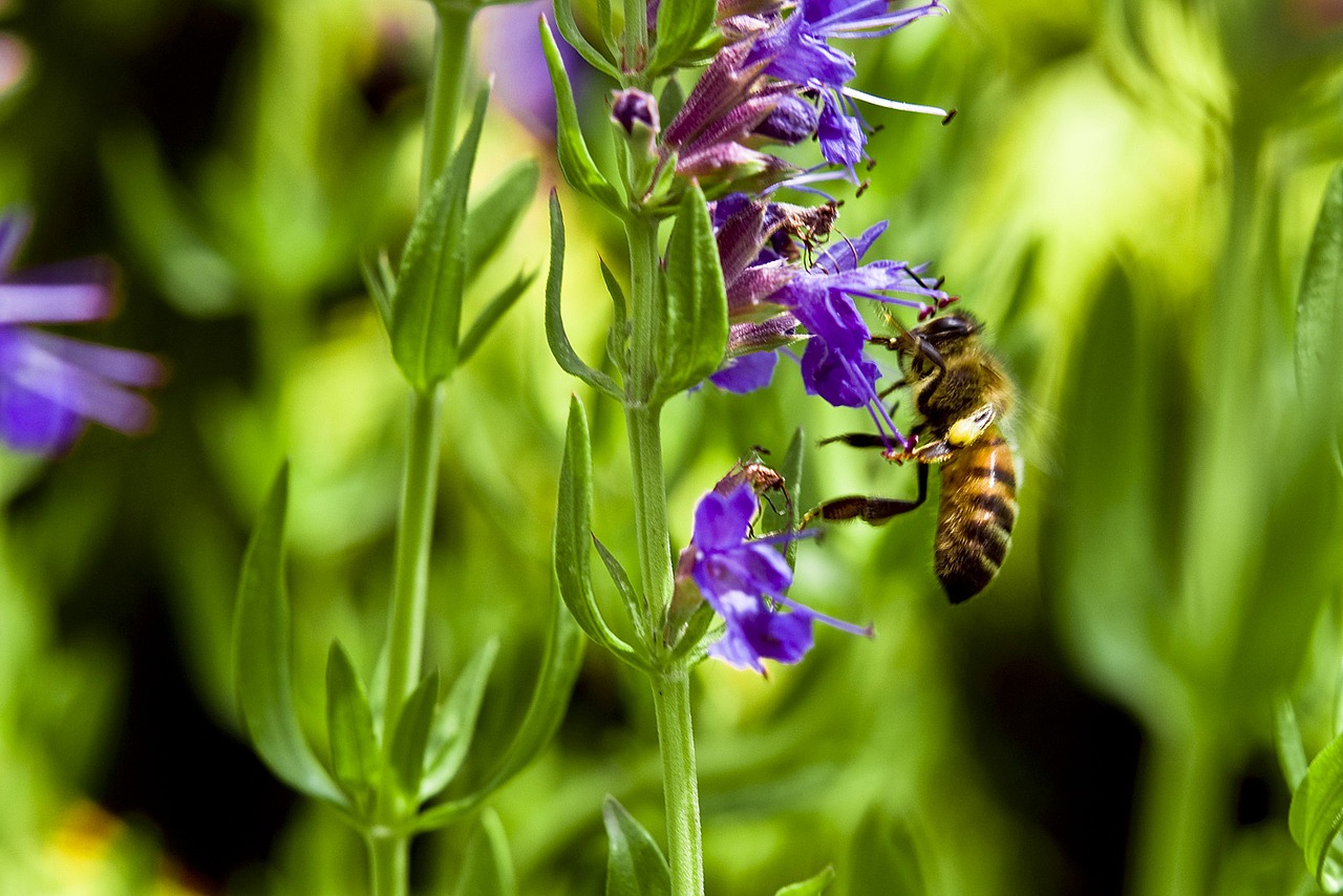 bee hyssop flower free photo