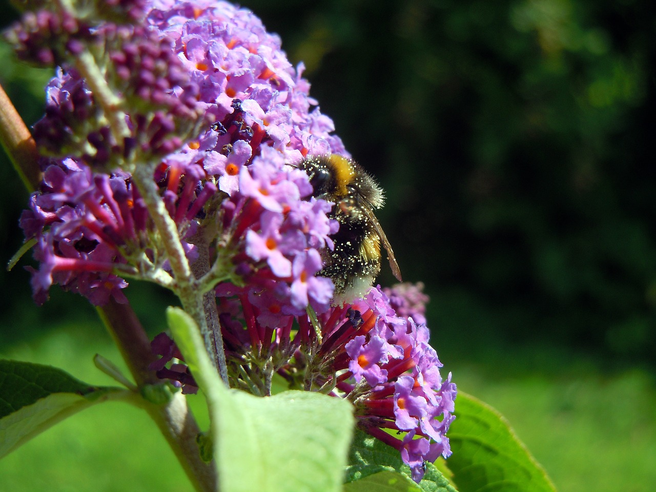 bee lilac insect free photo