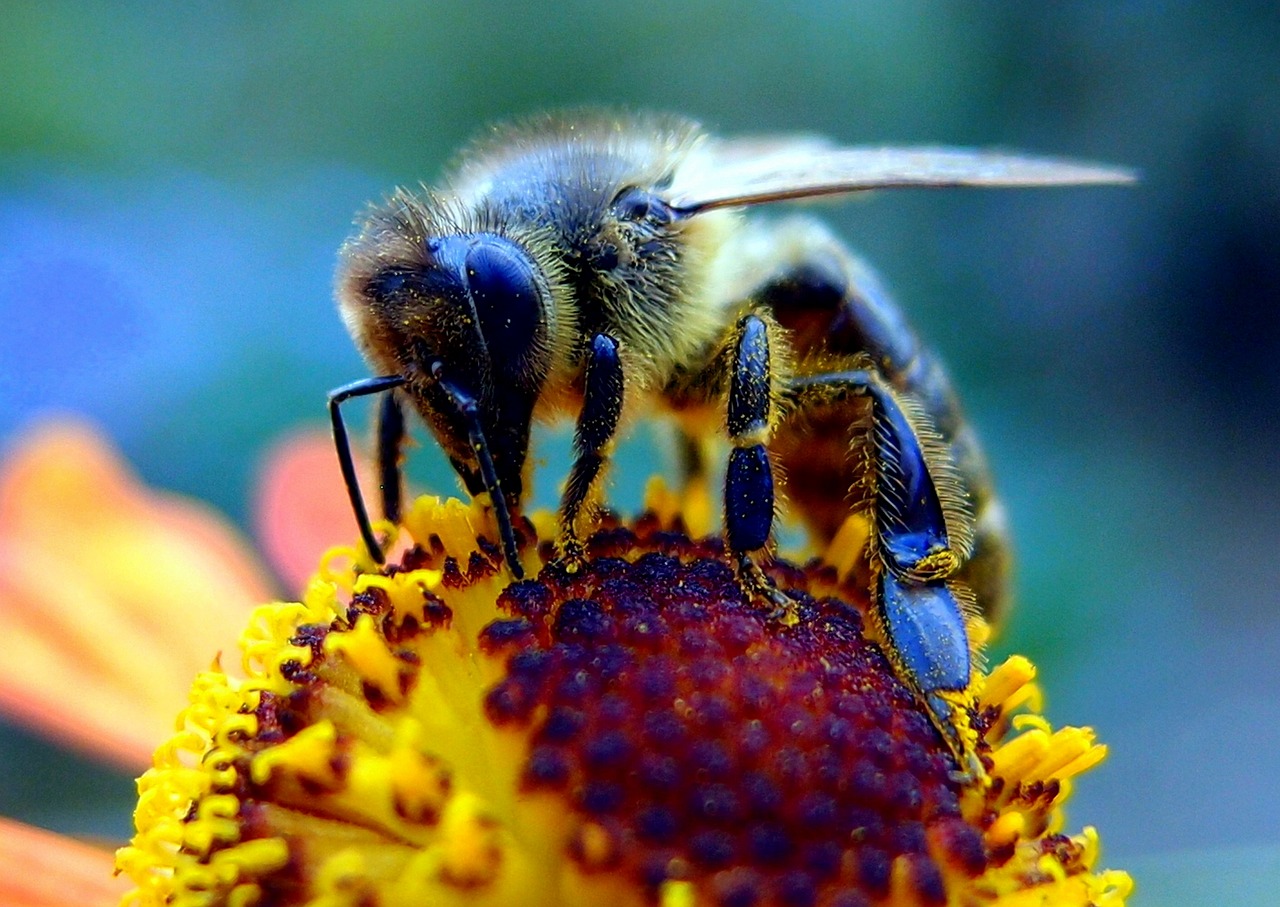 bee  flower  insect free photo