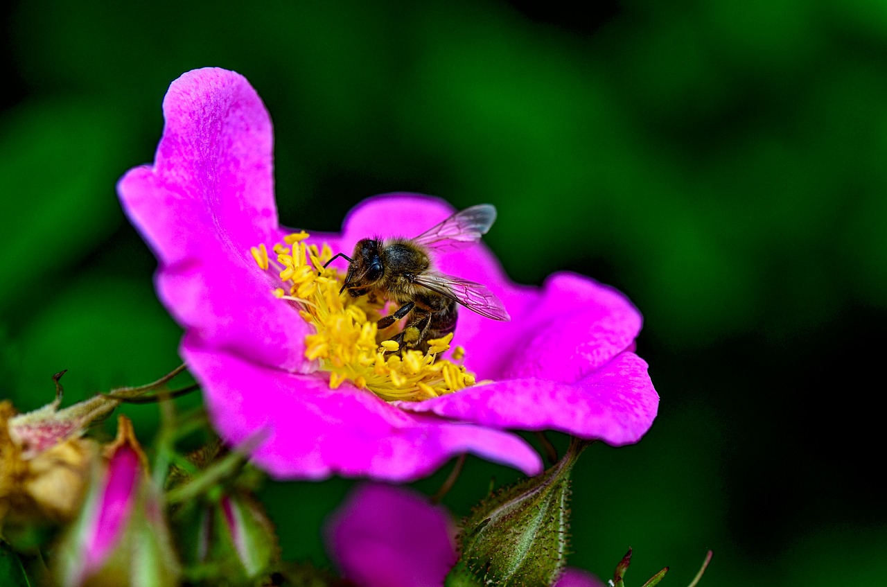 bee  flower  insect free photo