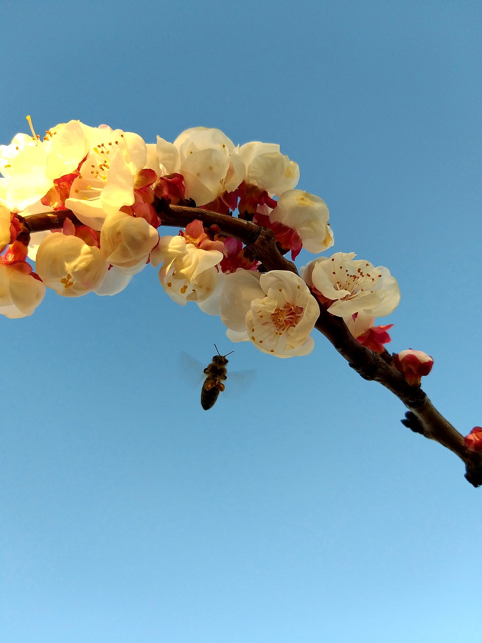 bee  in  flight free photo