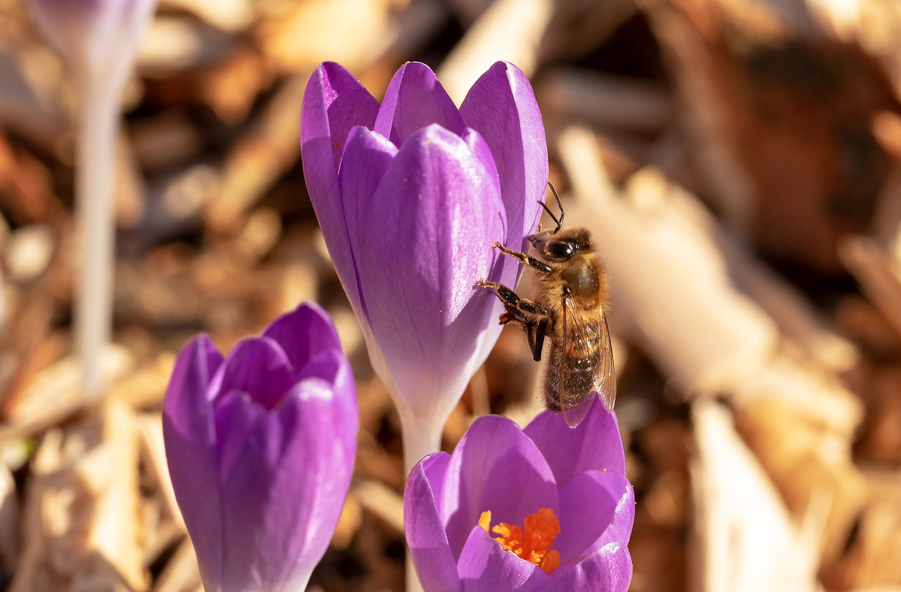 bee  crocus  honey bee free photo