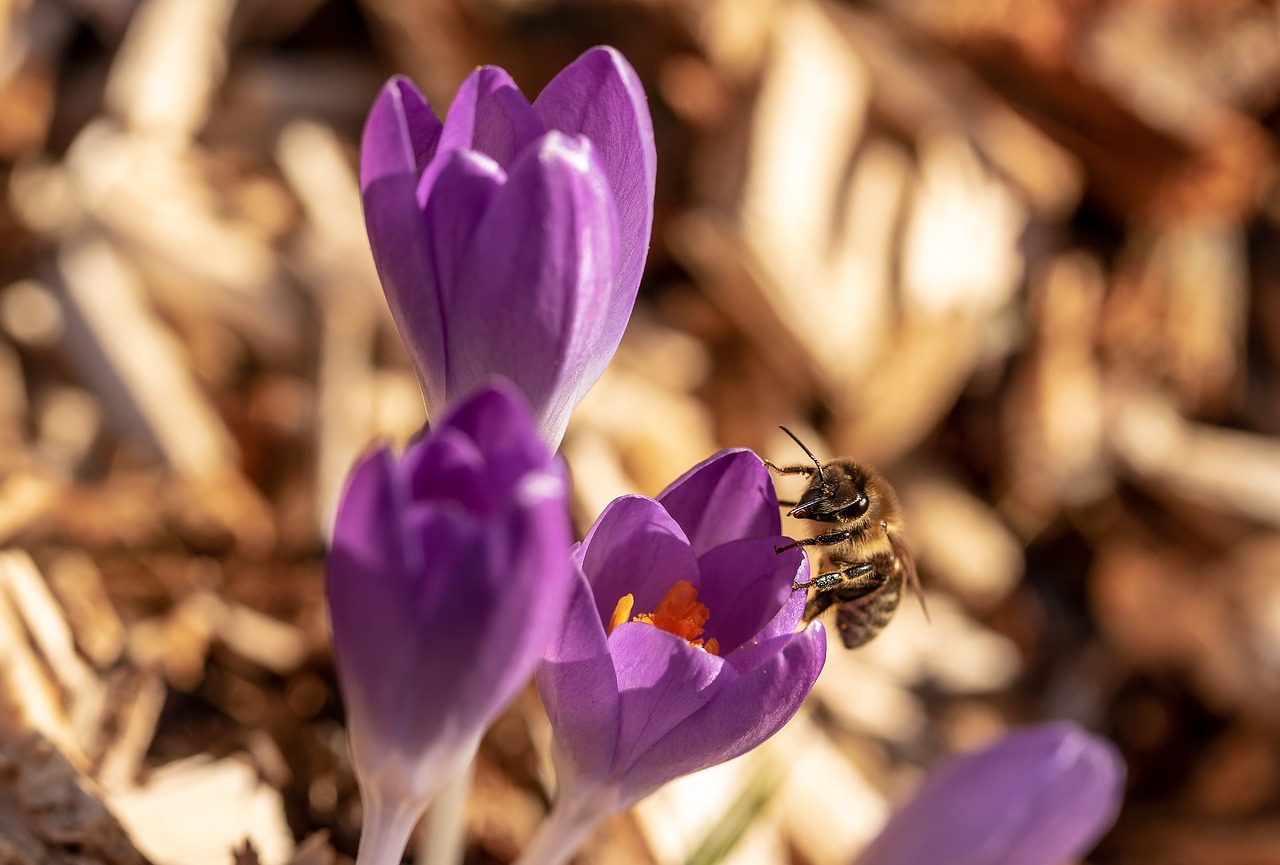 bee  crocus  honey bee free photo