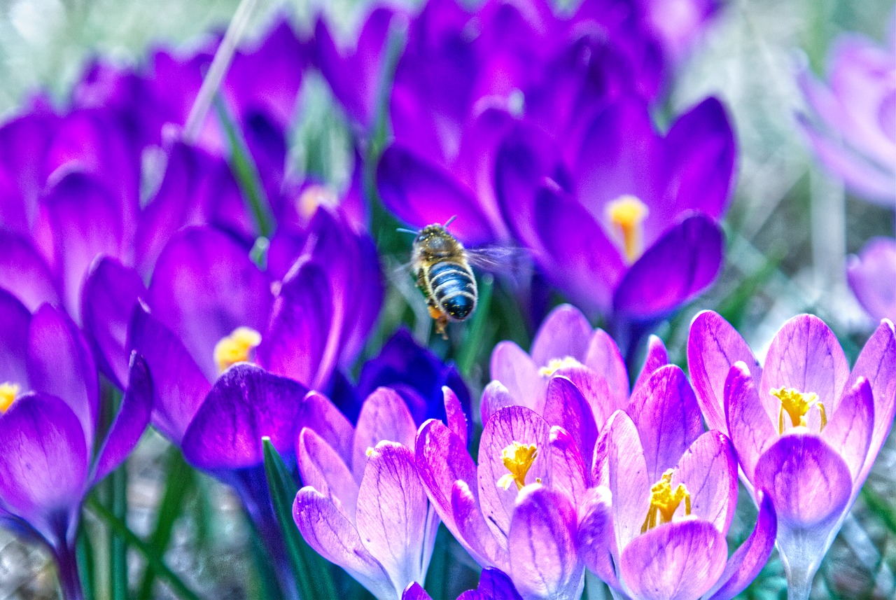 bee  flower  spring free photo