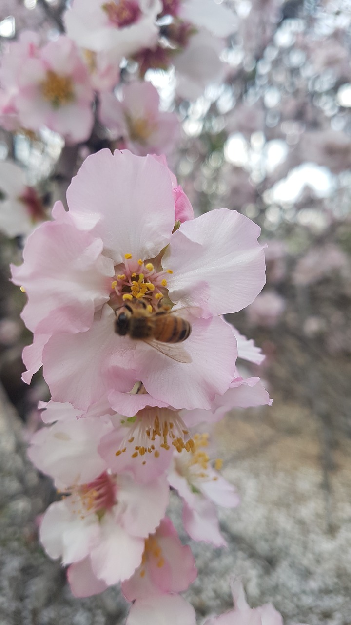 bee  flower  spring free photo