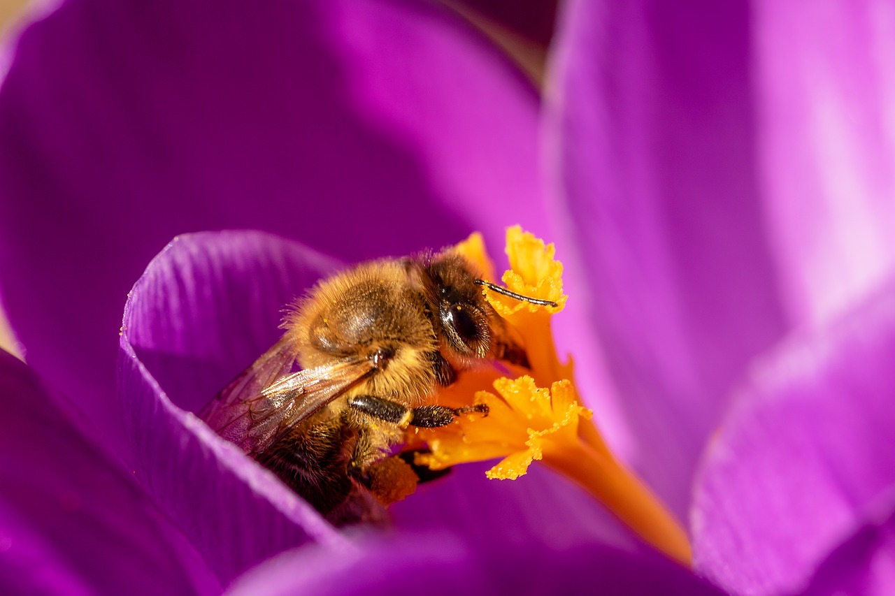 bee  crocus  honey bee free photo