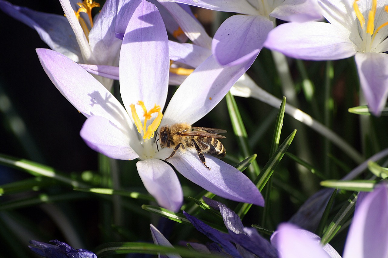 bee  pollination  walk in the park free photo