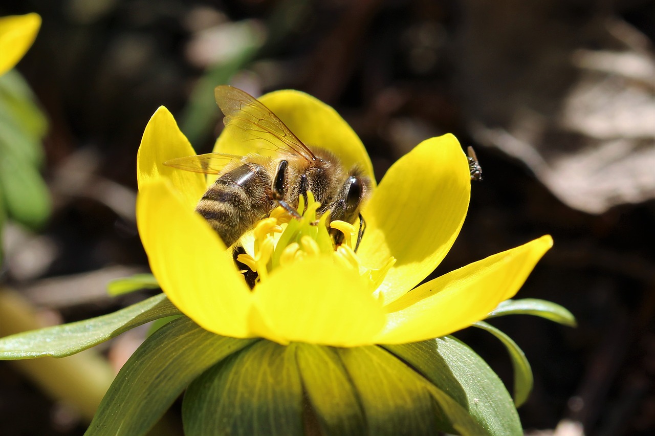 bee  winterling  spring free photo