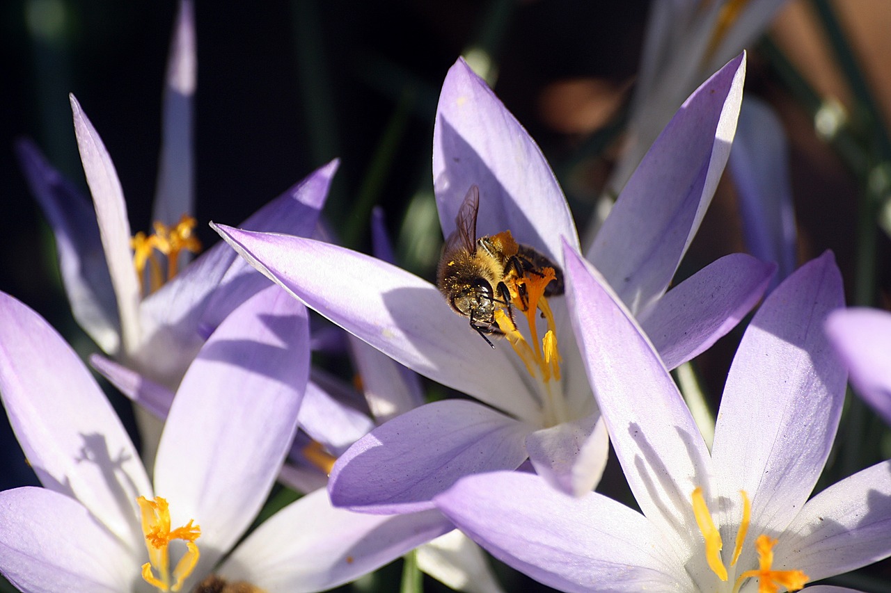 bee  pollination  spring free photo