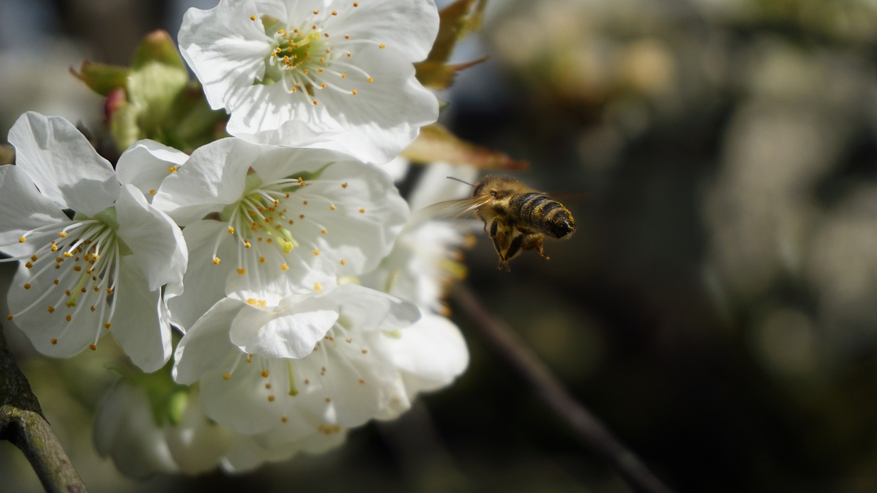 bee  cherry blossom  nature free photo