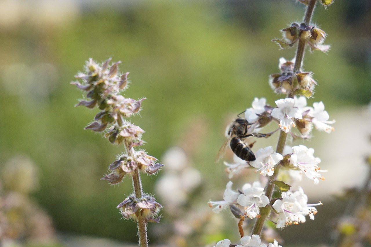 bee  blossom  bloom free photo