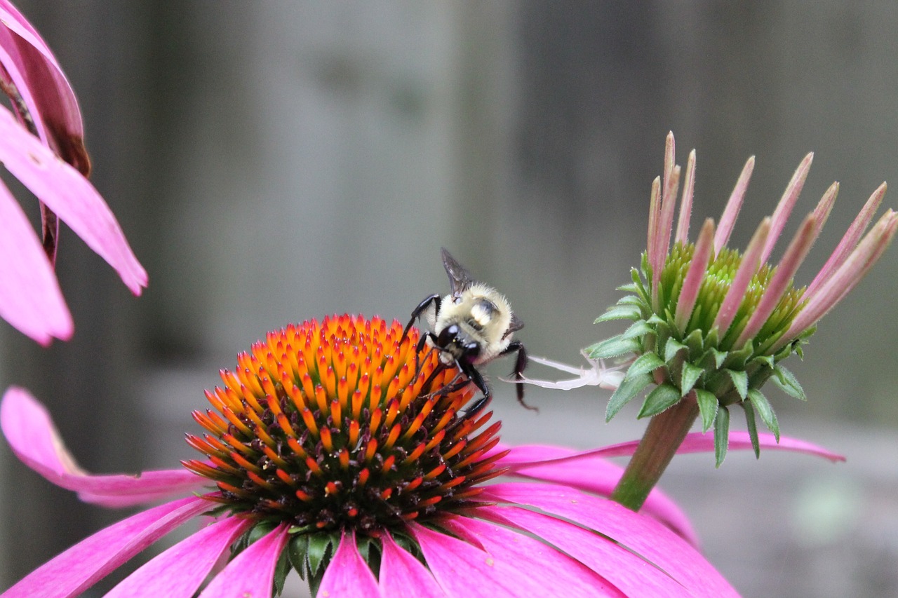 bee pollen honey free photo