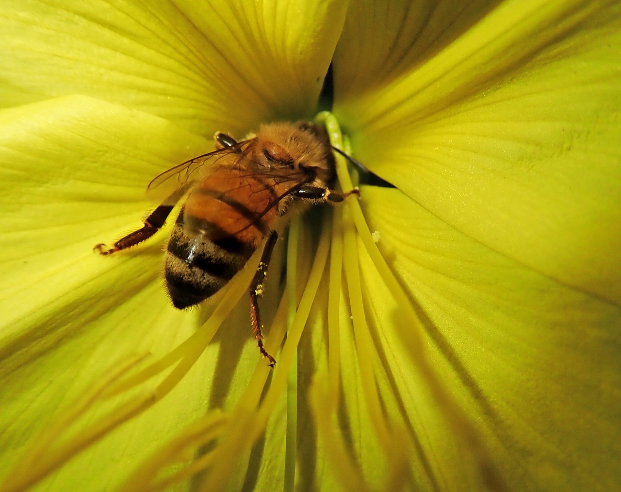 bee  insect  flower free photo