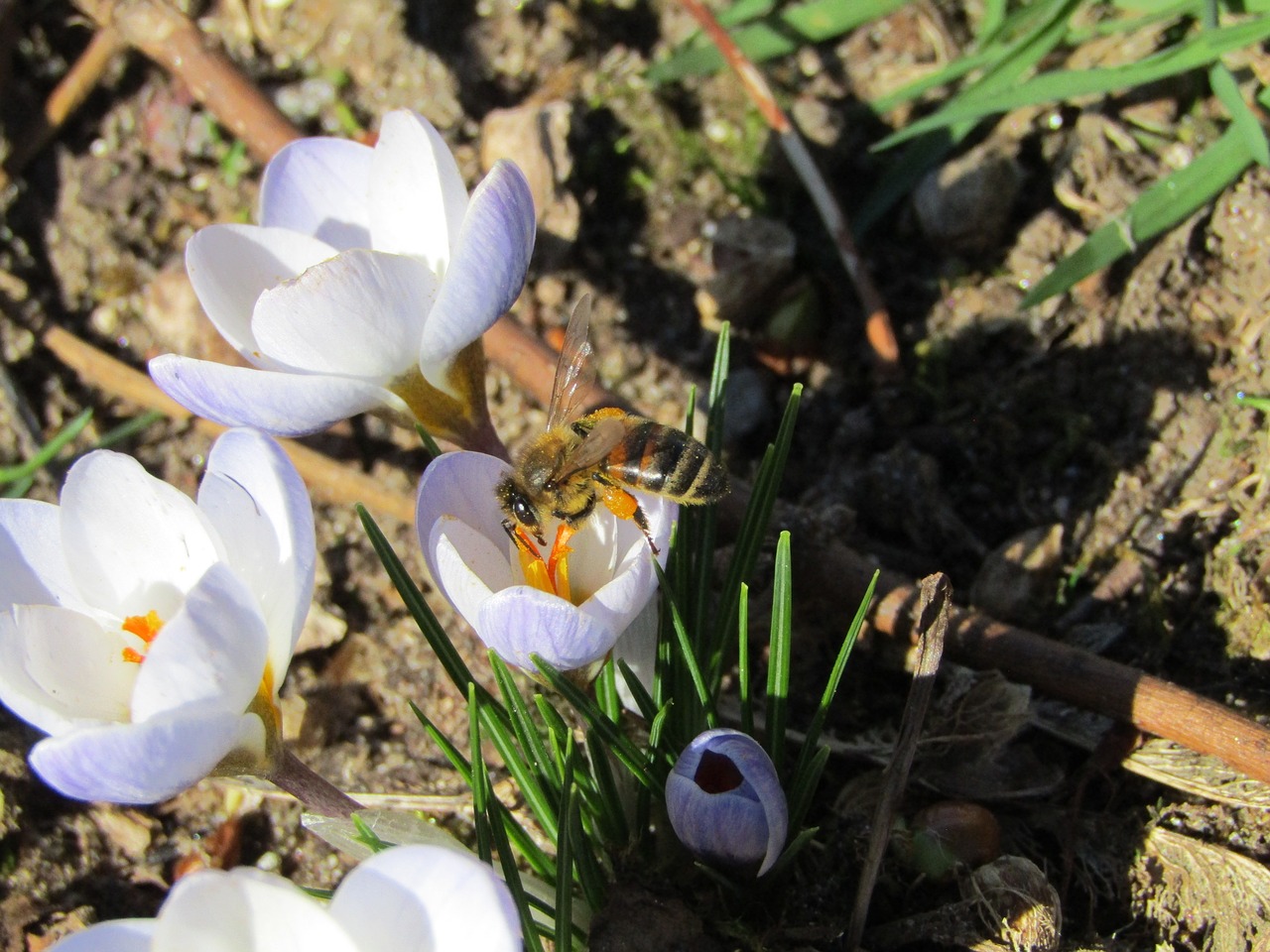 bee  pollens  spring free photo
