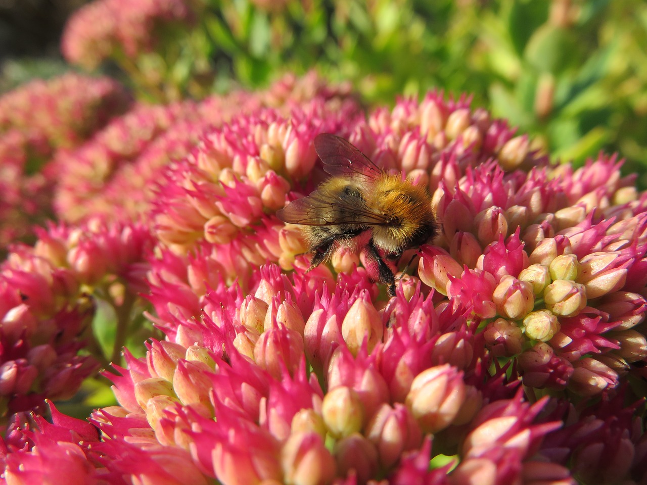 bee  nectar  pollination free photo