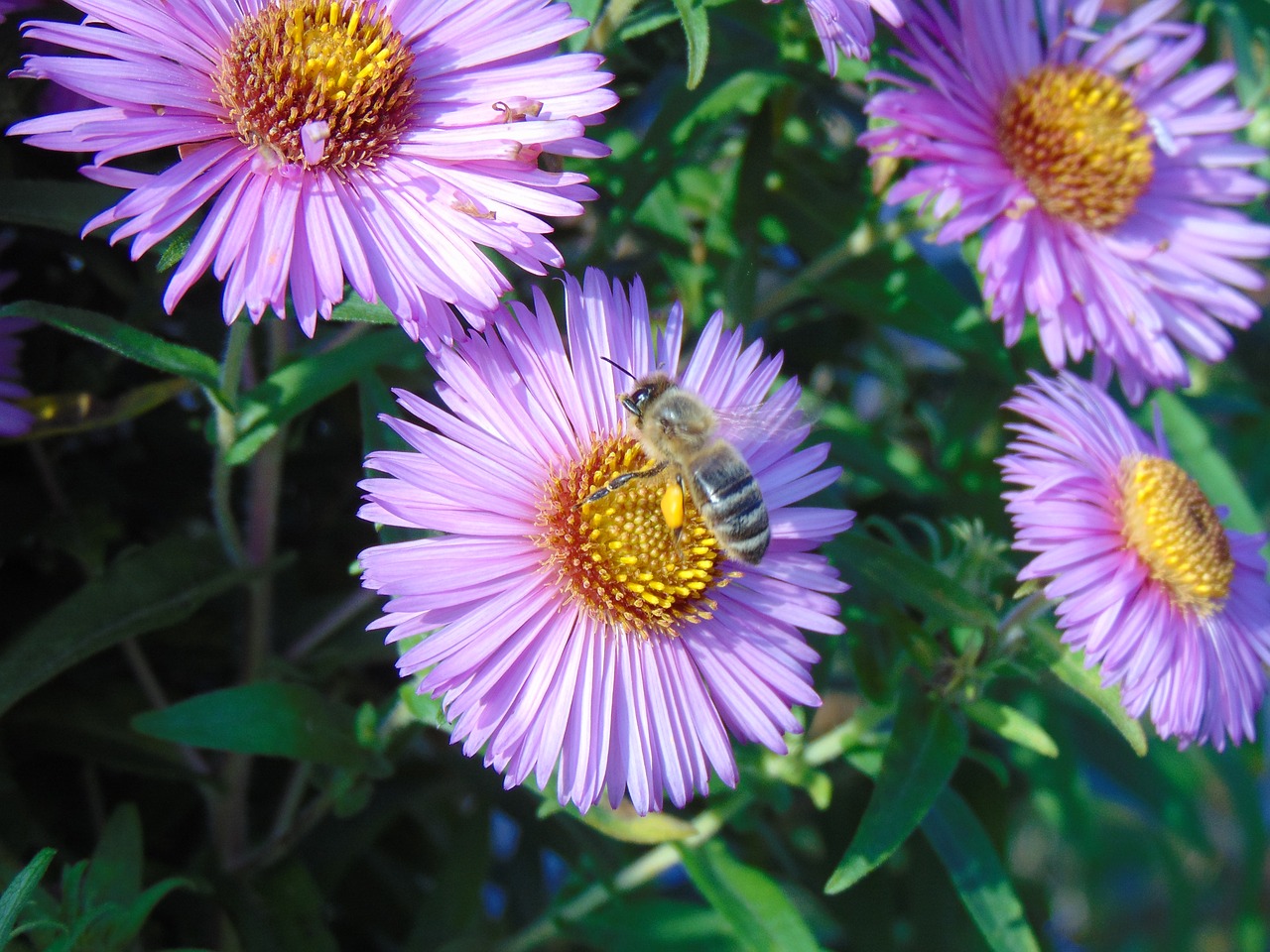 bee  flower  blossom free photo