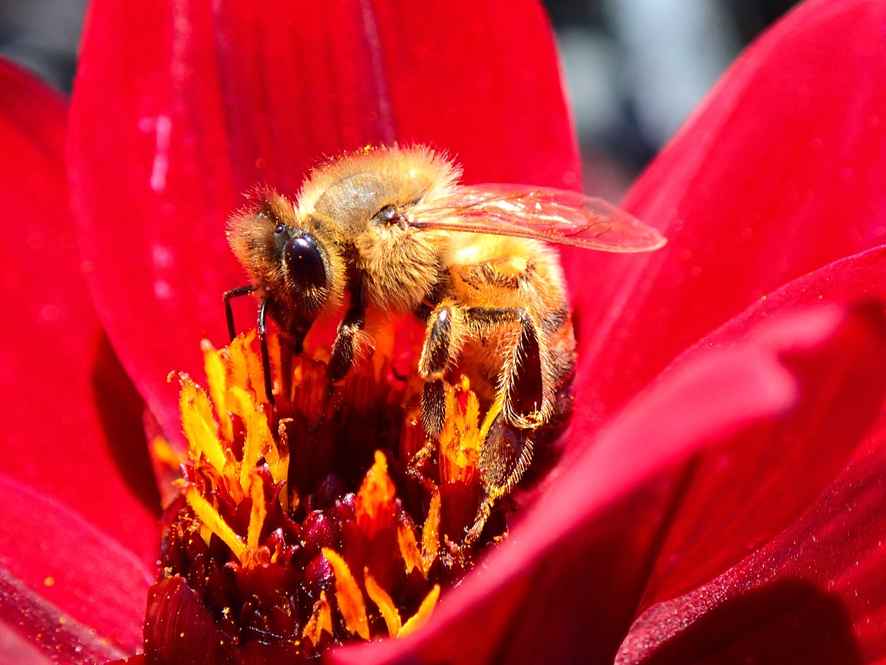 bee  flower  red free photo