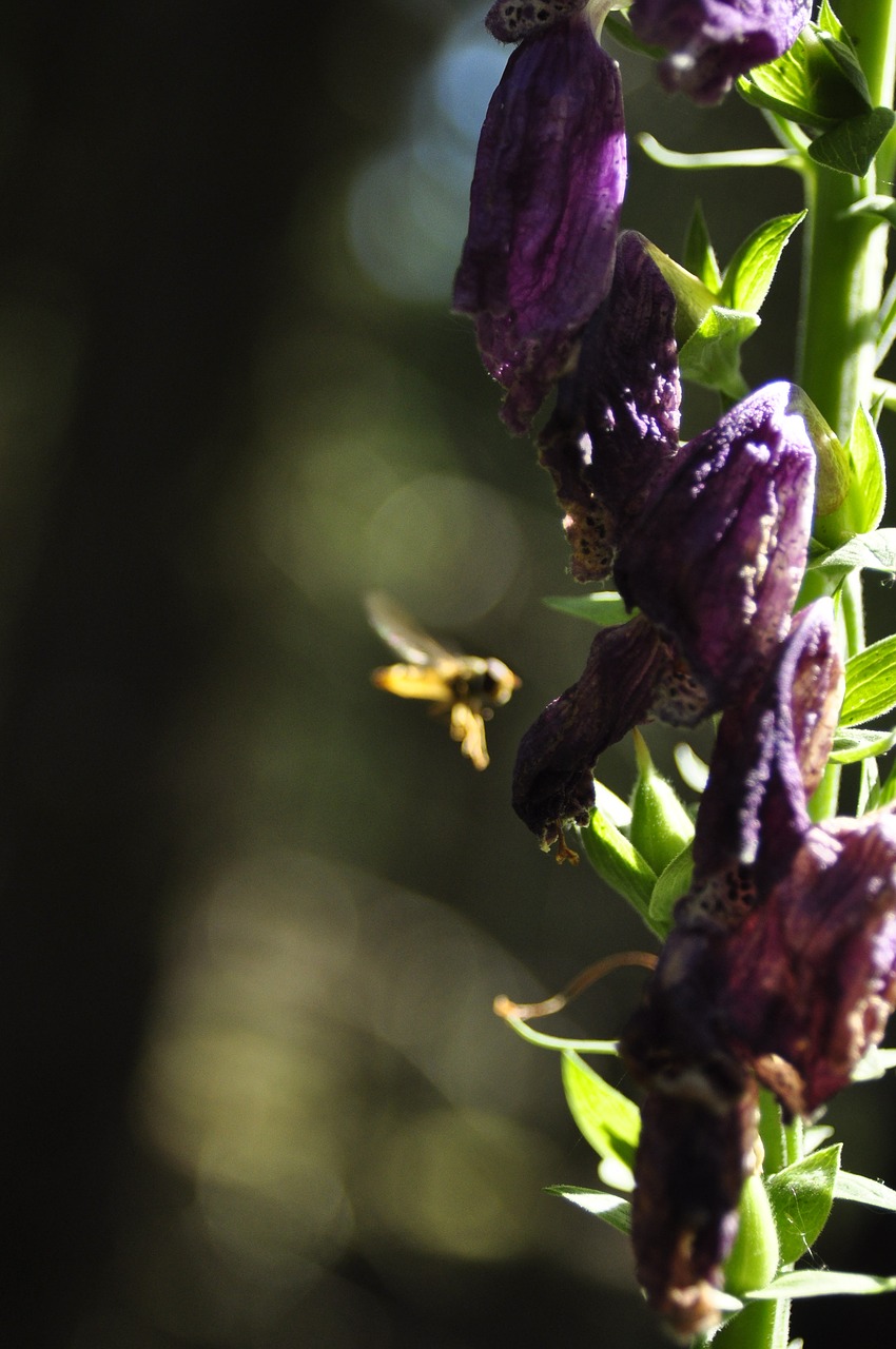 bee  flowers  forest free photo